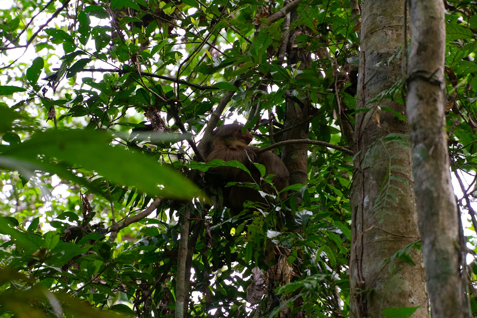 tambopata perú