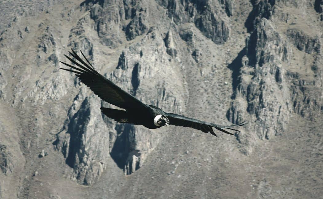 Ecoturismo en Perú, camino ancestral del condor