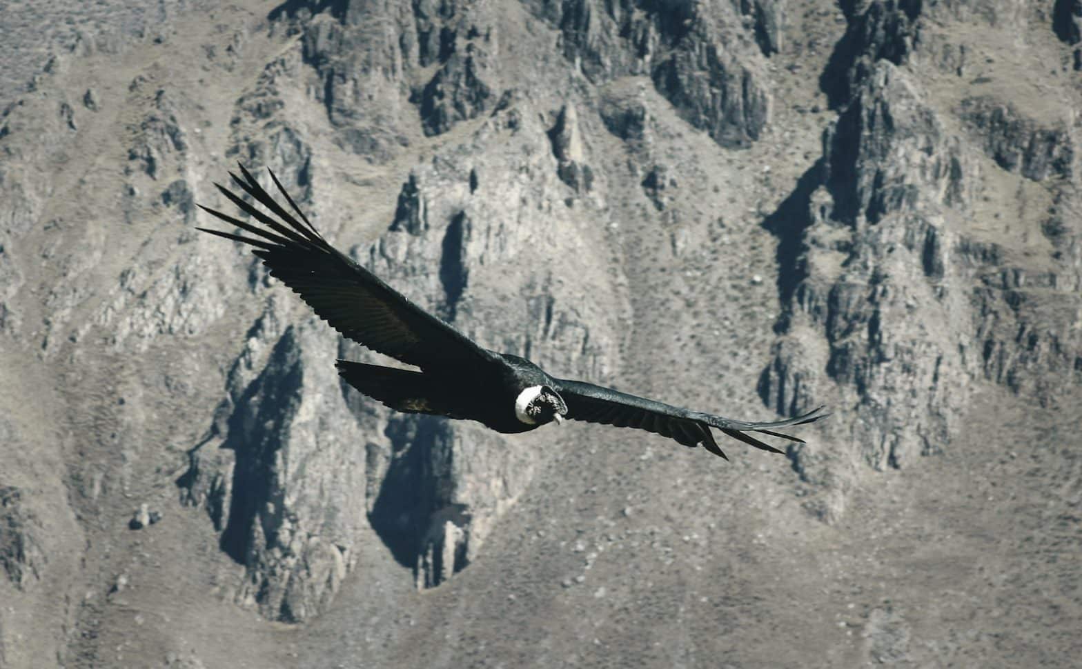 Ecoturismo en Perú, camino ancestral del condor