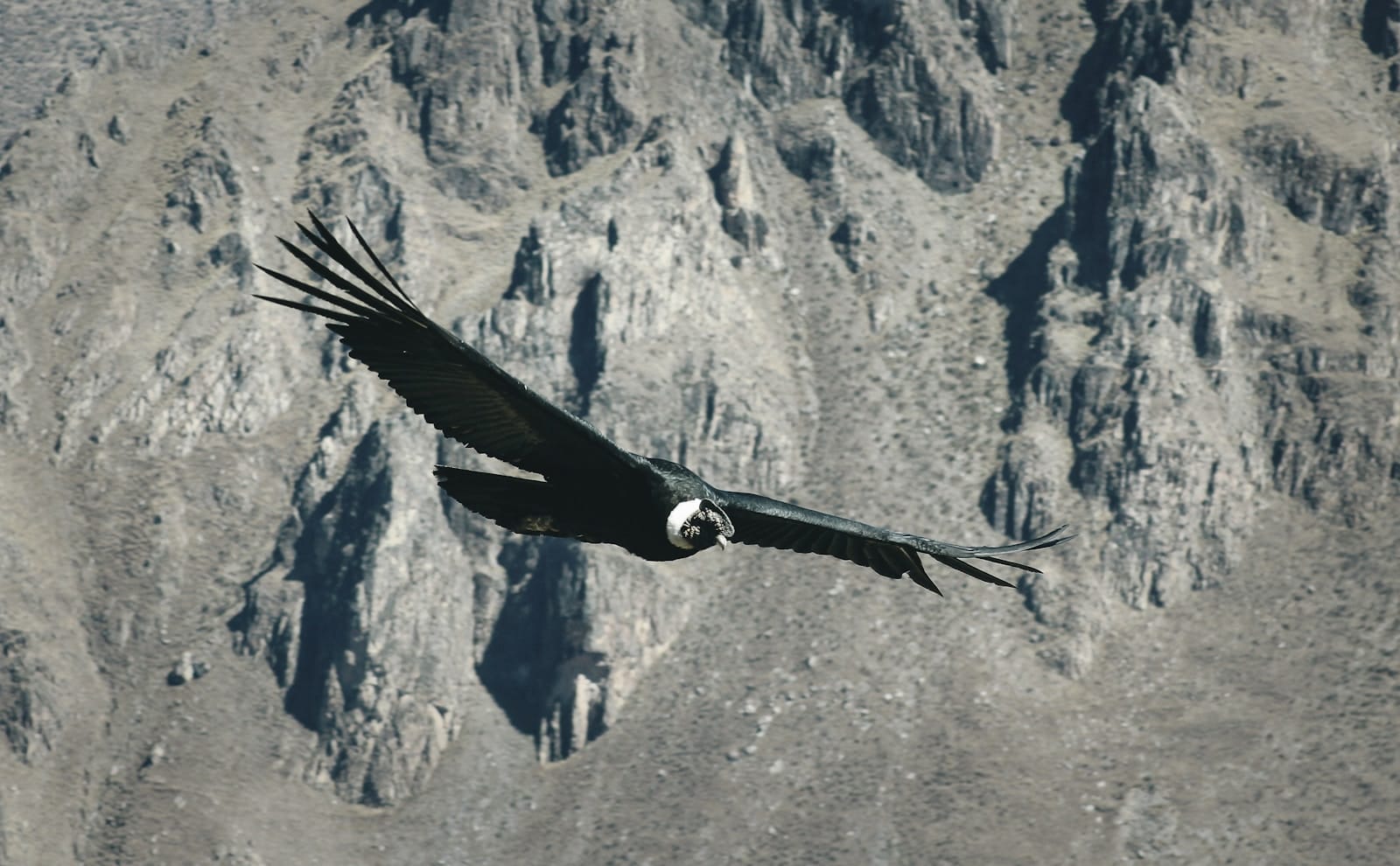camino ancestral del condor